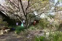 平野神社の自然