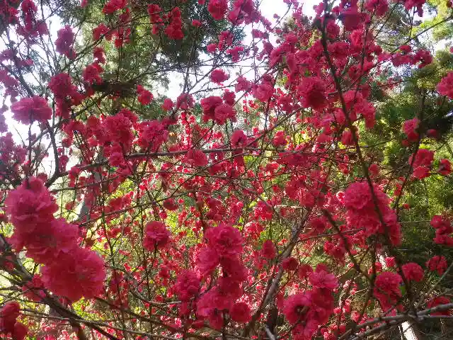 御霊神社の自然