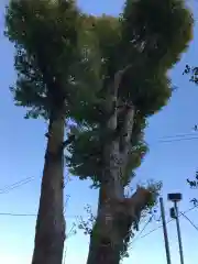 御霊神社の自然