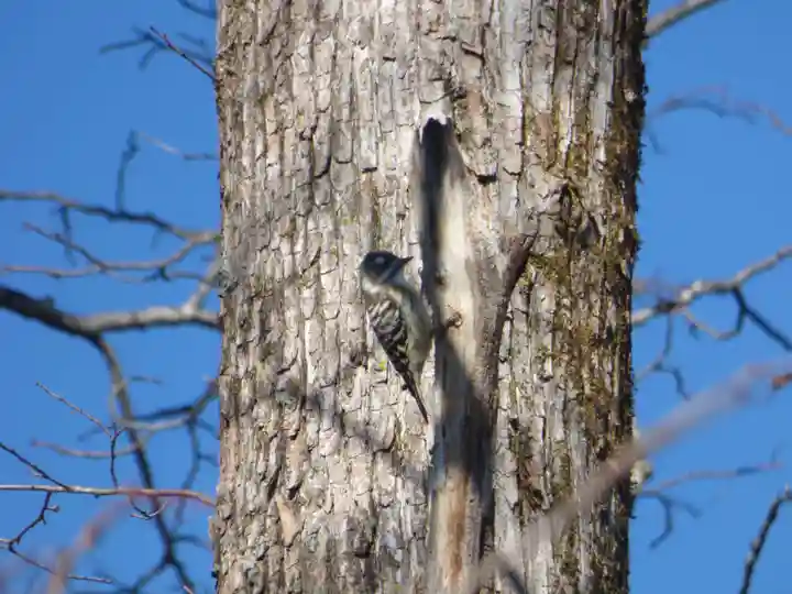 留辺蘂神社の動物