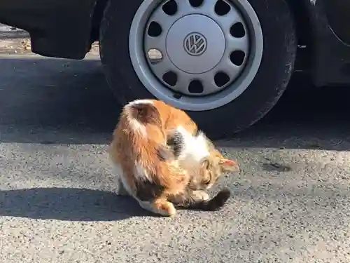 櫻岡大神宮の動物