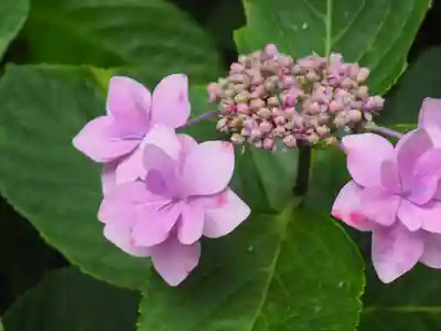 御霊神社(神奈川県)