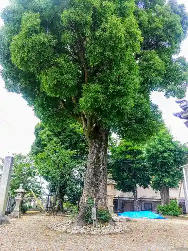 八幡神社の自然