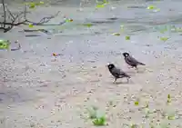 三津厳島神社(愛媛県)