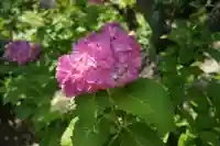 本光寺(愛知県)