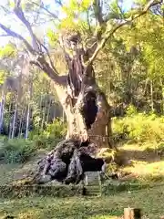 武雄神社の自然