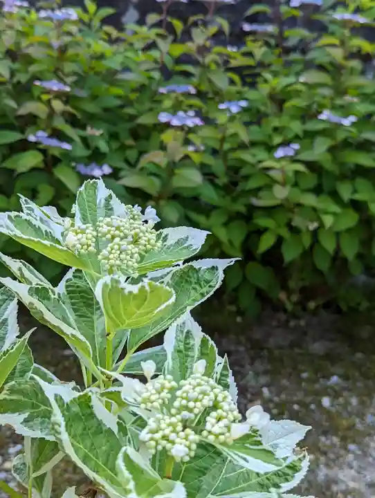 大善寺(京都府)