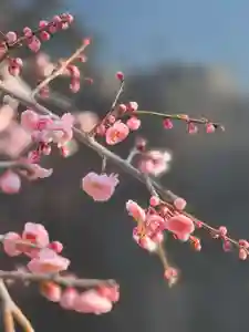伊勢の国 四天王寺(三重県)(2025年02月24日(月) 09時51分26秒投稿)