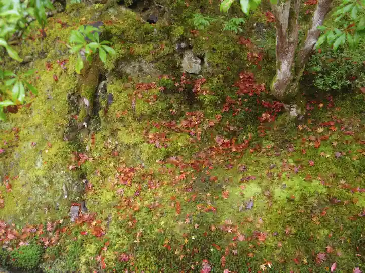 慈照寺(慈照禅寺・銀閣寺)の自然