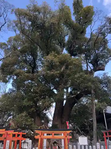 信太森神社（葛葉稲荷神社）の自然