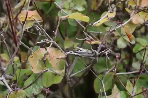 大鏑神社の自然