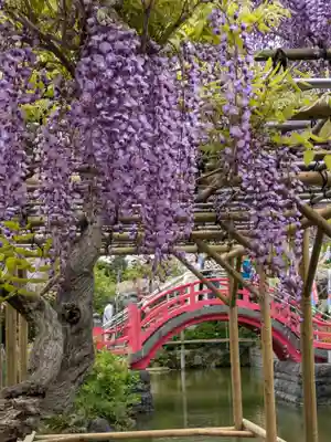 亀戸天神社(東京都)