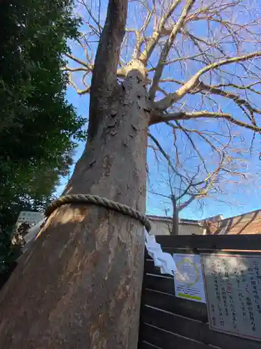 鎮守氷川神社の自然