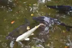 北海道護國神社の動物