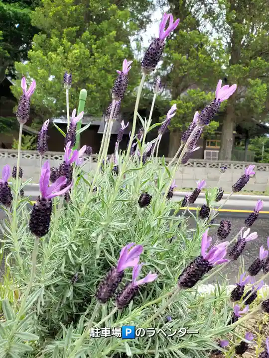 高司神社〜むすびの神の鎮まる社〜(福島県)