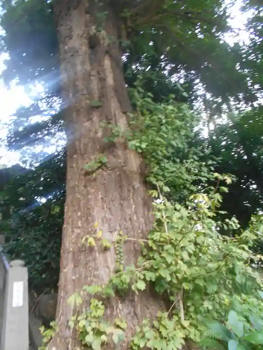 中里神社の自然