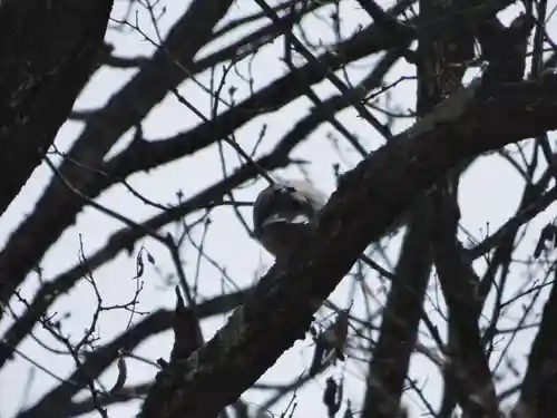留辺蘂神社の動物