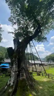 足鹿神社の{uncategorized: "未分類", other: "その他", undefined: "問題あり", building: "その他建物", grave: "お墓", sacred_gate: "鳥居", guardian: "狛犬", statue: "像", buddha: "仏像", history: "歴史", nature: "自然", garden: "庭園", animal: "動物", pagoda: "塔", temizu: "手水舎", mountain_gate: "山門・神門", sanctuary: "本殿・本堂", subordinate: "末社・摂社", art: "芸術", scenery: "景色", jizo: "地蔵", ema: "絵馬", goshuin: "御朱印", omikuji: "おみくじ", items: "授与品その他", amulet: "お守り", goshuincho: "御朱印帳", eats: "食事", festival: "お祭り", votive_dance: "神楽", shichigosan: "七五三参", wedding: "結婚式", experience: "体験その他", initially: "初詣", around: "周辺", anti_infection: "感染症対策"}