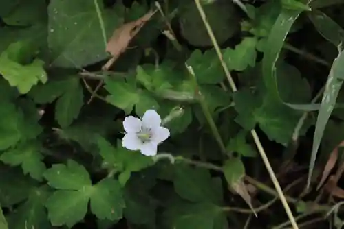 大六天麻王神社の自然