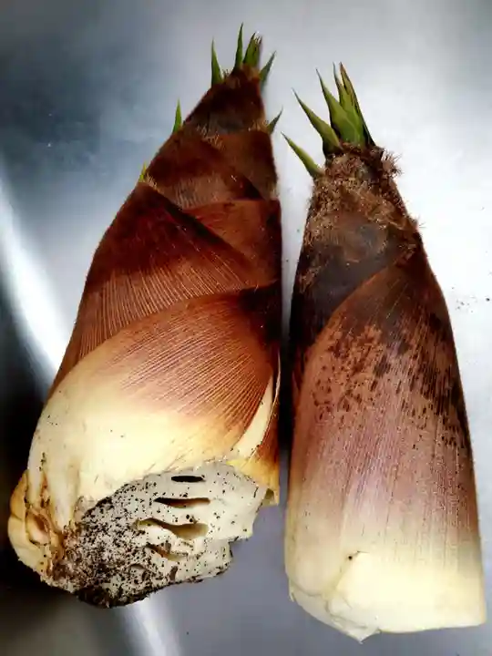 高松山観音寺の自然