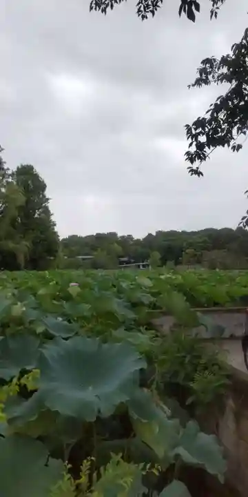 寛永寺不忍池弁天堂(東京都)