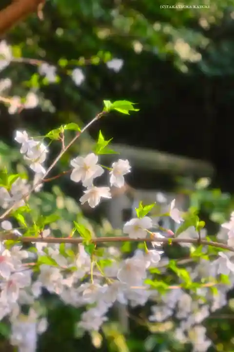伊勢山皇大神宮(神奈川県)