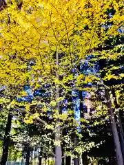 岡見八坂神社の自然