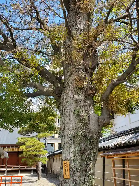 東寺(教王護国寺)の自然