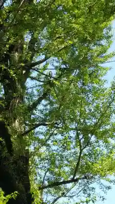 千束八幡神社(東京都)