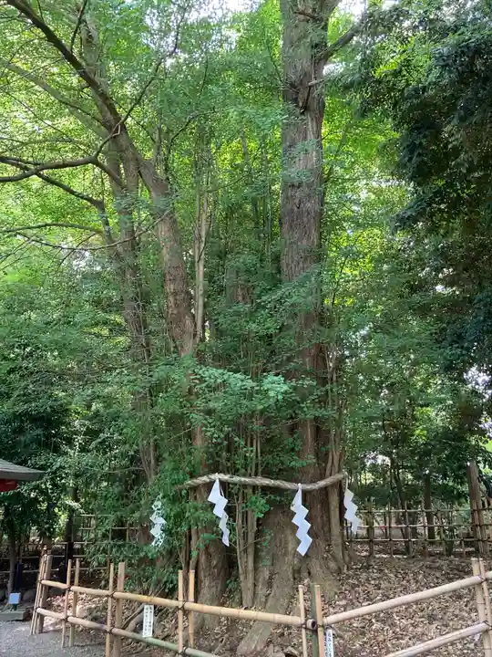大國魂神社の自然
