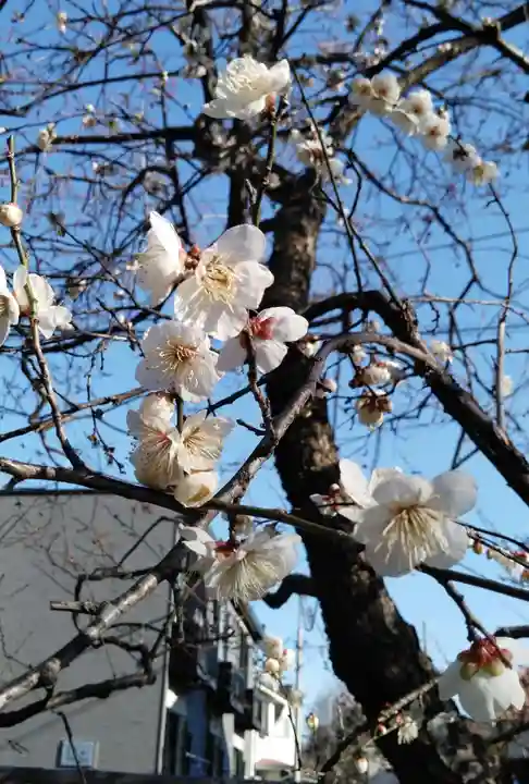 谷保天満宮の自然
