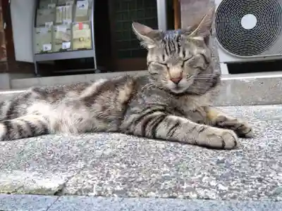 御誕生寺（猫寺）(福井県)