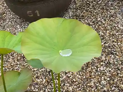 喜光寺(奈良県)