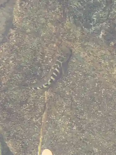 伊勢神宮内宮（皇大神宮）(三重県)