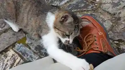 寳塔寺（宝塔寺）(京都府)