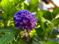 山家神社の自然