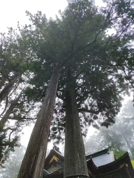 三峯神社の{uncategorized: "未分類", other: "その他", undefined: "問題あり", building: "その他建物", grave: "お墓", sacred_gate: "鳥居", guardian: "狛犬", statue: "像", buddha: "仏像", history: "歴史", nature: "自然", garden: "庭園", animal: "動物", pagoda: "塔", temizu: "手水舎", mountain_gate: "山門・神門", sanctuary: "本殿・本堂", subordinate: "末社・摂社", art: "芸術", scenery: "景色", jizo: "地蔵", ema: "絵馬", goshuin: "御朱印", omikuji: "おみくじ", items: "授与品その他", amulet: "お守り", goshuincho: "御朱印帳", eats: "食事", festival: "お祭り", votive_dance: "神楽", shichigosan: "七五三参", wedding: "結婚式", experience: "体験その他", initially: "初詣", around: "周辺", anti_infection: "感染症対策"}