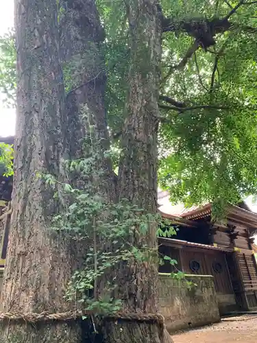 玉敷神社の自然