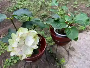 大宮温泉神社の自然(2022年06月24日(金) 08時08分37秒投稿)