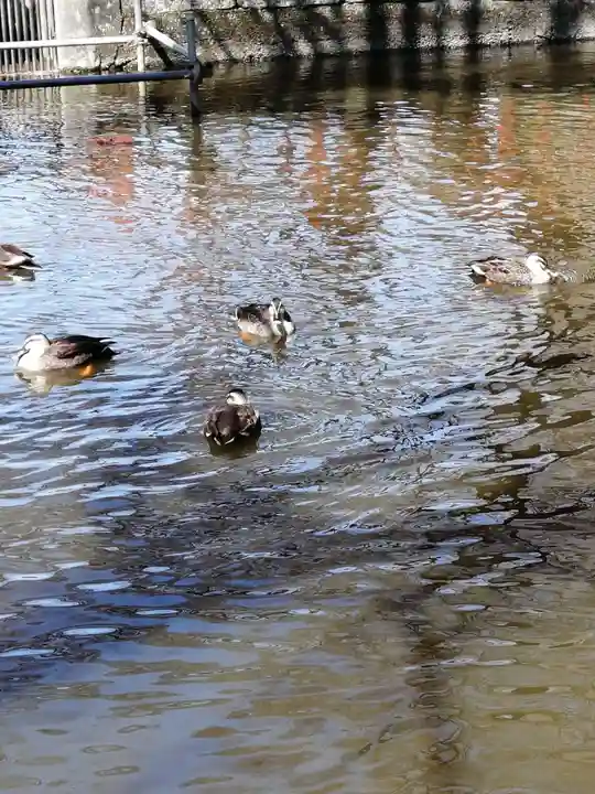 間々田八幡宮の動物