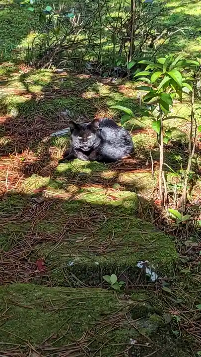 金蔵寺(京都府)