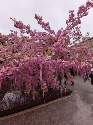 桜神宮(東京都)