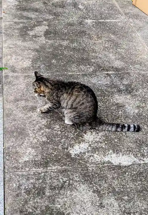 白金氷川神社の動物