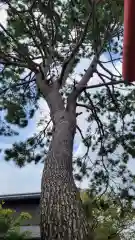 猿田彦神社の自然