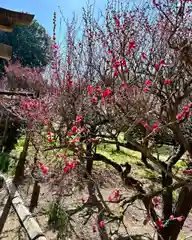 道明寺天満宮(大阪府)