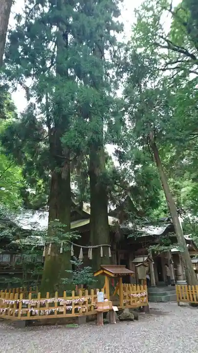 高千穂神社の自然
