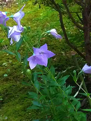 廬山寺（廬山天台講寺）(京都府)