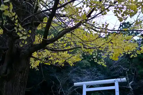 安房神社の鳥居