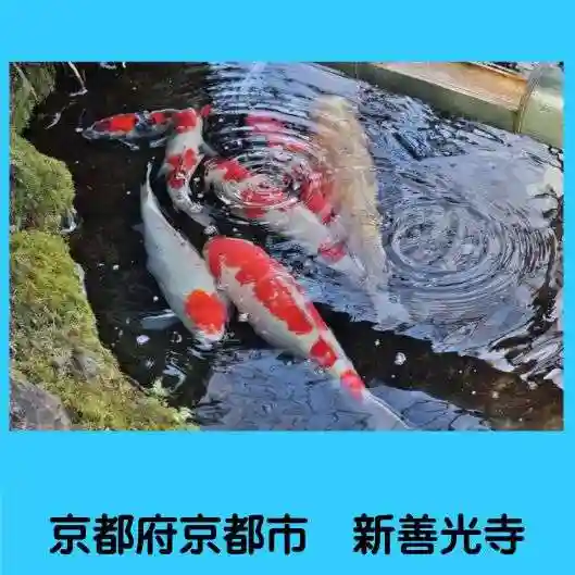 一條殿 新善光寺の動物