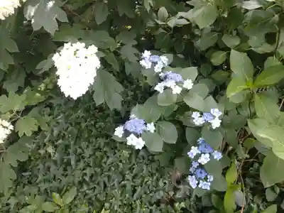 阿佐ヶ谷神明宮(東京都)